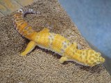 ■ヒョウモントカゲモドキ　No.2　　●雌雄 メス  品種　不明