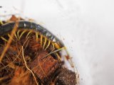 ■アオズムカデ　奄美産