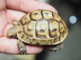 ■イエローアラブギリシャリクガメ　　 ■No.2 CB  性別 不明  約57.0mm