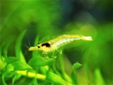 ■ミナミヌマエビ　　50匹