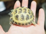 ■ホルスフィールドリクガメ　No.5　　●別名ロシアリクガメ 甲長約62.0mm