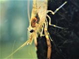 ■ヒラテテナガエビ　　　１匹