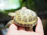 ■ホルスフィールドリクガメ　No.4　　●別名ロシアリクガメ 甲長約57.0mm