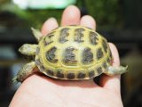 ■ホルスフィールドリクガメ　No.1　　●別名ロシアリクガメ 甲長約63.0mm