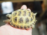 ■ホルスフィールドリクガメ　No.6　　●別名ロシアリクガメ 甲長約66.0mm