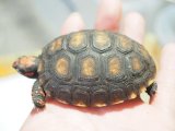 ■チェリーヘッドアカアシリクガメ　　●No.3  甲長 約70.0mm