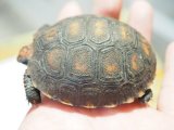 ■チェリーヘッドアカアシリクガメ　　●No.2  甲長 約68.0mm
