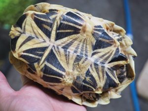 画像4: ■インドホシガメ　No.055　　　　　●国内CB　性別 メス　約160.0mm