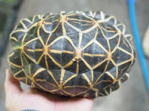 画像3: ■インドホシガメ　No.055　　　　　●国内CB　性別 メス　約160.0mm