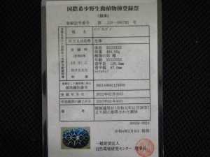 画像5: ■インドホシガメ　No.055　　　　　●国内CB　性別 メス　約160.0mm