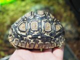 ■ヒョウモンリクガメ　　　No.7　　　●甲長 約94.0mm