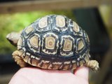 ■ヒョウモンリクガメ　　　No.1　　　●甲長 約85.0mm
