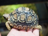 ■ヒョウモンリクガメ　　　No.3　　　●甲長 約85.0mm