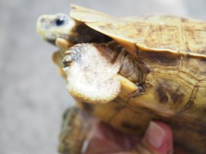 画像6: ■ホームセオレガメ　　オス　　　　　●No.1　　約200.0mm