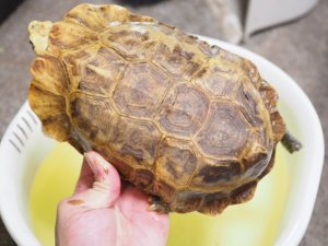 画像3: ■ホームセオレガメ　　オス　　　　　●No.1　　約200.0mm