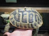 ■ヘルマンリクガメ　メス　　　　　　●No.16　約164.0mm　美個体！