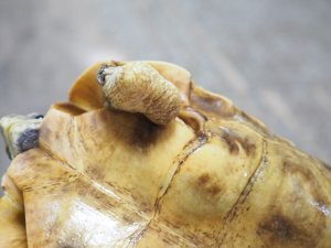 画像5: ■ホームセオレガメ　　オス　　　　　●No.1　　約200.0mm