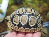 ■ヒョウモンリクガメ　　　No.4　　　●甲長 約82.0mm