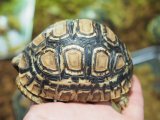 ■ヒョウモンリクガメ　　　No.6　　　●甲長 約88.0mm