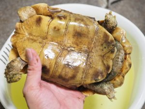 画像4: ■ホームセオレガメ　　オス　　　　　●No.1　　約200.0mm