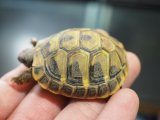 ■ヒガシヘルマンリクガメ baby　　　　●No.6　　約49.0mm