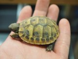 ■ヒガシヘルマンリクガメ baby　　　　●No.5　　約49.0mm