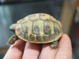 ■ヒガシヘルマンリクガメ baby　　　　●No.3　　約57.0mm