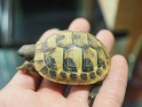 ■ヒガシヘルマンリクガメ baby　　　　●No.2　　約56.0mm