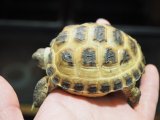 ■ホルスフィールドリクガメ　No.5　　●別名ロシアリクガメ 甲長約76.0mm