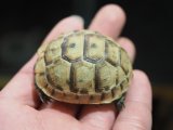 ■イベラギリシャリクガメ　CB個体　　　●性別　不明　約48.0mm　No.5