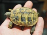 ■ヒガシヘルマンリクガメ baby　　　　●No.9　　約55.0mm