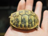■ヒガシヘルマンリクガメ baby　　　　●No.7　　約58.0mm