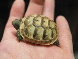 ■イベラギリシャリクガメ　CB個体　　　●性別　不明　約43.0mm　No.1