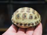 ■ホルスフィールドリクガメ　No.1　　●別名ロシアリクガメ 甲長約65.0mm