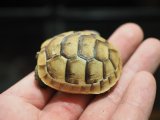■イベラギリシャリクガメ　CB個体　　　●性別　不明　約46.0mm　No.2