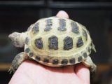 ■ホルスフィールドリクガメ　No.6　　●別名ロシアリクガメ 甲長約75.0mm