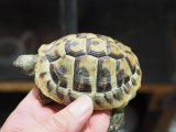 ■ヒガシヘルマンリクガメ　　　　　　●No.15　　約90.0mm