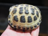 ■ホルスフィールドリクガメ　No.4　　●別名ロシアリクガメ 甲長約79.0mm