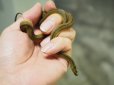 画像1: ■タカチホヘビ　メス　約35.0cm (1)