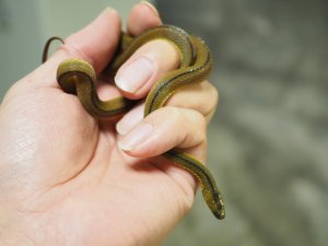 画像1: ■タカチホヘビ　メス　約35.0cm