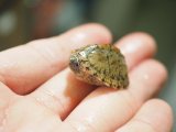 ■カブトニオイガメ　No.5　　　　　●baby　甲長 約30.0mm