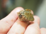 ■カブトニオイガメ　No.3　　　　　●baby　甲長 約30.0mm
