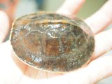 ■マレーハコガメ　　No.1　　　　　●甲長　約7.0cm