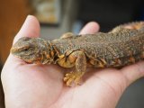■ゲイリートゲオアガマ　No.2　　　●体長 約24-25.0cm　メス