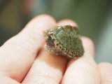 ■カブトニオイガメ　No.4　　　　　●baby　甲長 約30.0mm