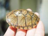 ■オオアタマヒメニオイガメ　No.1　　●甲長約70.0mm　●雌雄　メス