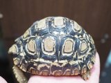 ■ヒョウモンリクガメ　　　No.5　　　●甲長 約105.0mm