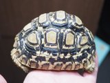 ■ヒョウモンリクガメ　　　No.6　　　●甲長 約105.0mm