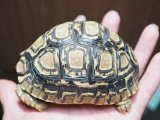 ■ヒョウモンリクガメ　　　No.3　　　●甲長 約105.0mm