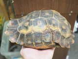 ■モリセオレリクガメ　メス　No.2　●エローサセオレリクガメ　約215.0mm